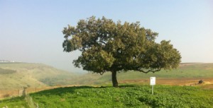 Golanitree