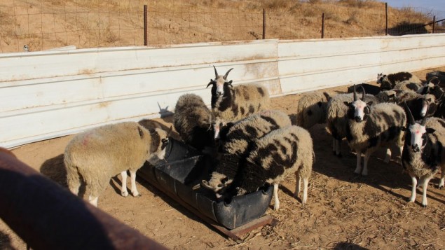 A bárányok a karanténban 