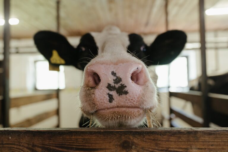 50 ezer tehenet vált ki az izraeli állatmentes tejüzem