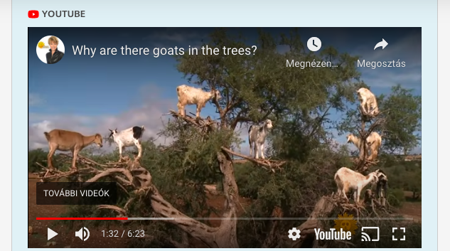 Marokkóban turistalátványosság a fára kötözött kecske