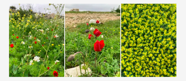 Izraelben életre kelt a sivatag, nézegessen csodás fotókat!