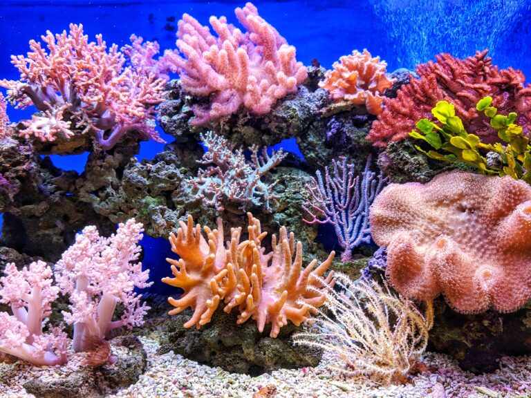 Nem is gondolná mennyire fontos a korallzátonyok megóvása