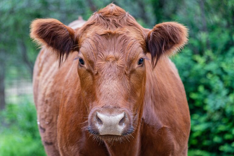 Amerikából Izraelbe szállították a tökéletesen vörös teheneket