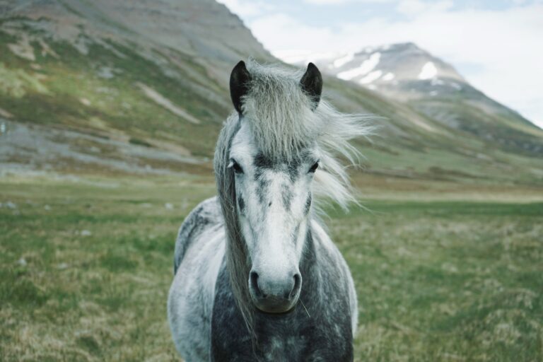 A ló nemességet jelképez, ámde csökönyös állat is