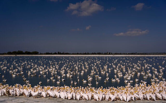Ínycsiklandó lakomával várják pelikánok ezreit Izraelben