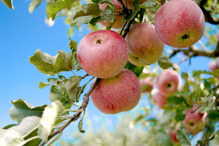 A breszlávi Náchmán rabbi csodás története az almafával