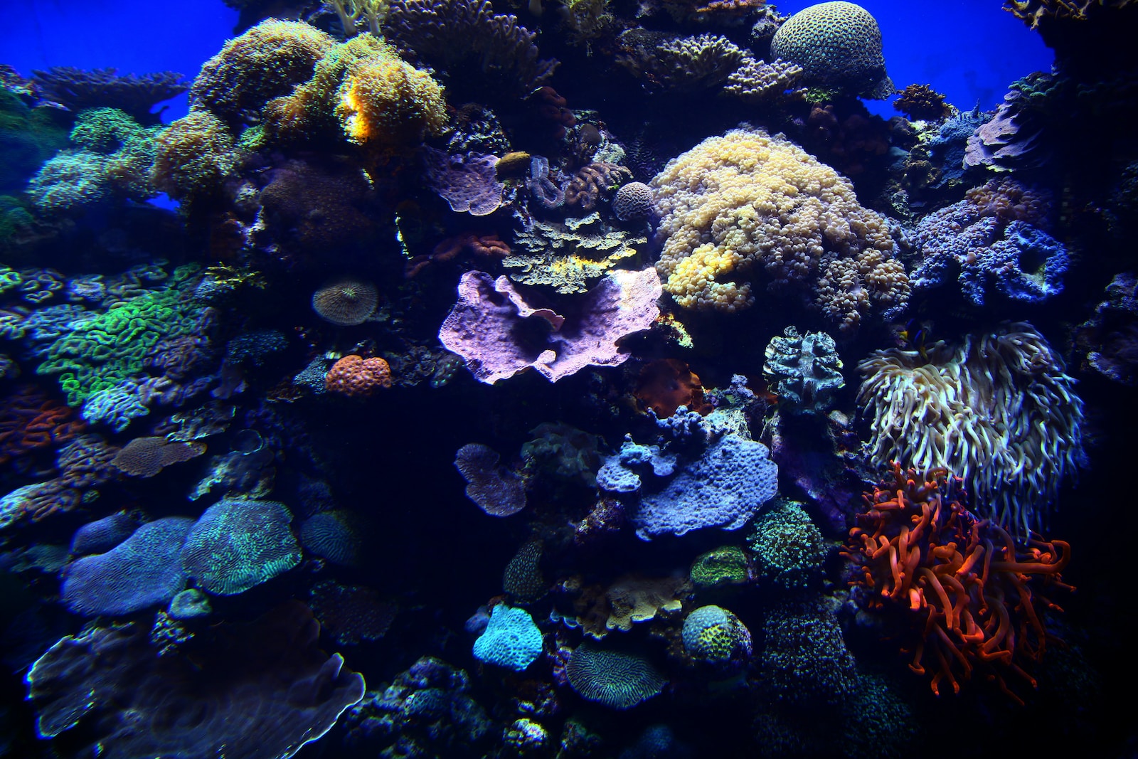 coral reef in fish tank