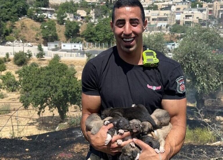 Cuki kölyökkutyák életét mentették meg izraeli tűzoltók
