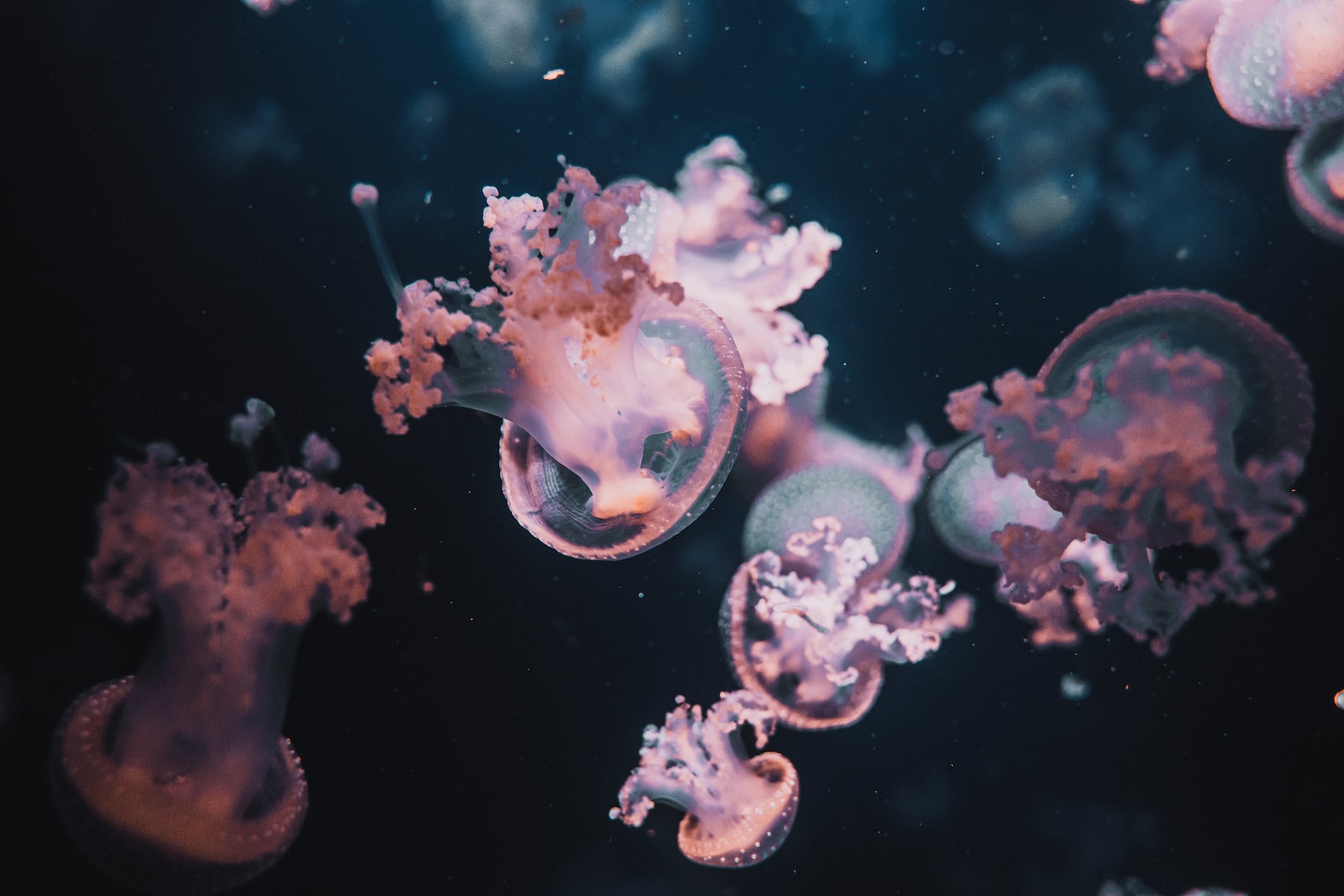 Idén még nem lepték el a medúzák az izraeli strandokat