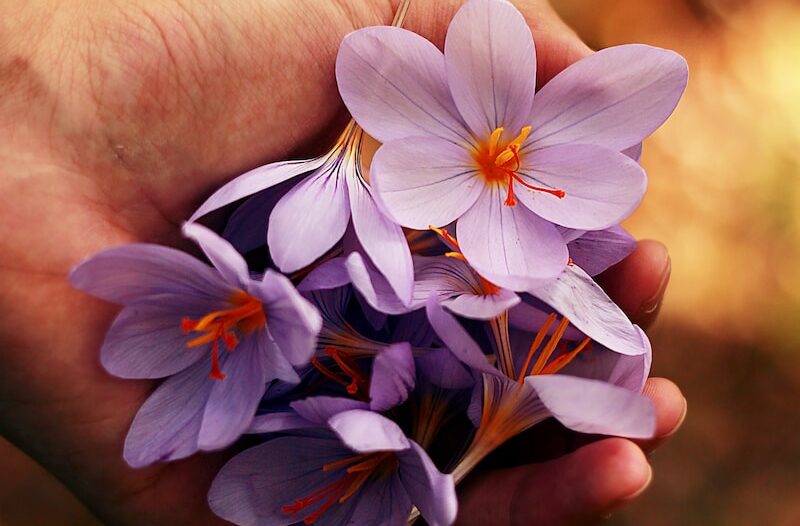 purple petaled flowers on person's hand